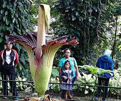 Rafflesia arnoldii (corpse flower) growing to the east of the lake maninjau, sumatra, indonesia. Corpse Flower Blooms In West Java After Surprisingly Short Dormancy National The Jakarta Post