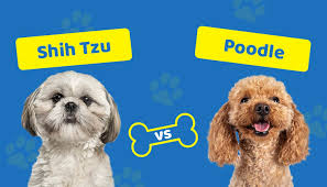 shih tzu vs poodle which one is right