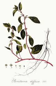 File:Parietaria diffusa — Flora Batava — Volume v5.jpg - Wikimedia ...