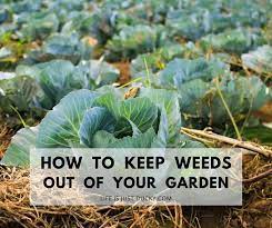12 Ways To Make Weeds Go Away