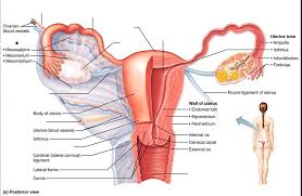 The term female condom is no longer used because people of any gender can use internal condoms. Female Internal Reproductive Organs Diagram Quizlet