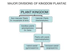 Major Divisions Of Kingdom Plantae Ppt Download