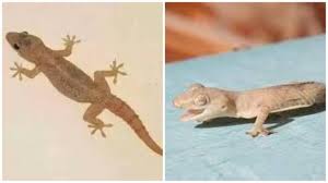are geckos deadly venomous fact
