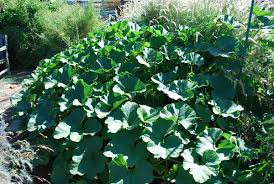 Winter squashes can be stored for a long. Growing Squash How To Grow Squash Planting Squash