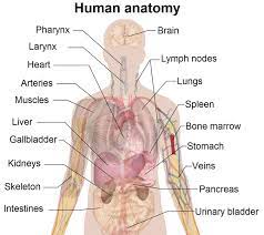human organs anatomy diagram human