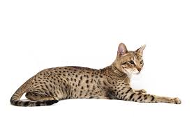The goal of breeding savannah was to create character. Savvy Paws Savannah Cats Savannah Kittens In Ontario Canada