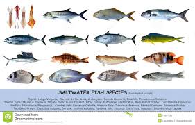 Fish Species Saltwater Classification Isolated Stock Image