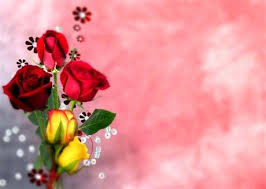 wallpaper hd nature flower rose love