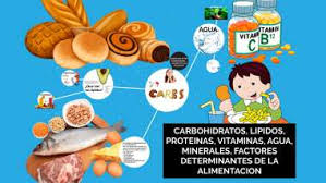 carbohidratos lipidos proteinas