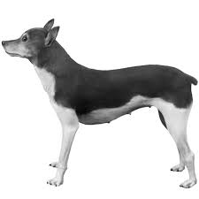 rat terriers dog breed info photos