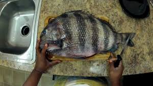 how to cook sheepshead best recipes