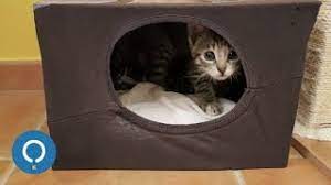 maison en carton pour chat