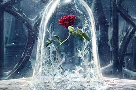 The Beast S Enchanted Rose Lasted A