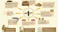 Image result for black soldier fly farming