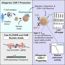 Tscm Enriched Allogeneic Car T Cells