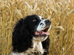 is wheat bran for dogs good for them