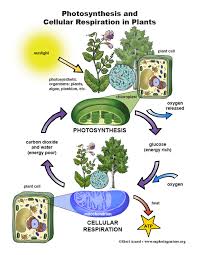 Cellular Respiration In Animals And