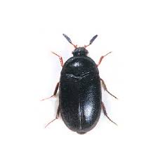 atenus unicolor black carpet beetle