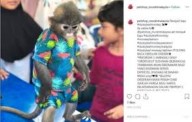 It is found in peninsular malaysia, myanmar and thailand; Influencers Fuelling Illegal Wildlife Trade With Exotic Pet Photos The Star
