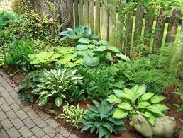 hosta companion plants zone 5 blog