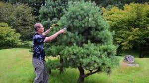 pruning niwaki anese garden trees