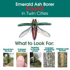 Emerald Ash Borer Symptoms Take Action For Trees