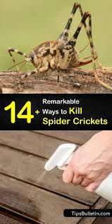 Hands On Guide For Killing Spider Crickets