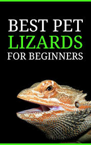 Download the lizard facts & worksheets. Easy To Keep Lizards Perfect For Beginners Pbs Pet Travel