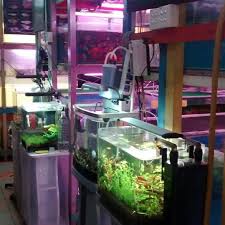 Al aquarium menyediakan berbagai macam makanan ikan, berbagai jenis ikan, dan aksesoris ikan. Chang Aquarium Tropical Fish Beside Fuji Car Accessories