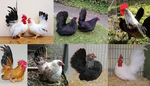 Japanese Bantam Chicken Breed Everything You Need To Know