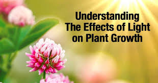 effects of light on plant growth