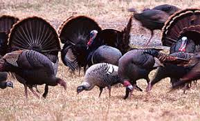Image result for turkey pictures