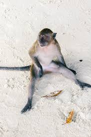 Posted by admin posted on april 11, 2019 with no comments. Funny Monkey Sitting On Thailand Beach Photograph By Vera Glodeva