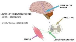 2 minute neuroscience motor neurons