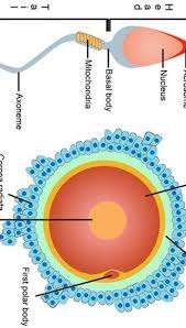 Explain Process Of Fertilisation In Human Being With Flow