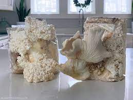 the 10 best mushroom growing kits for