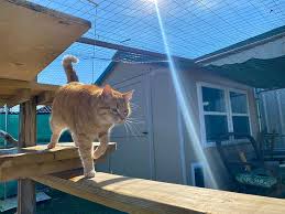 Outdoor Runs And Enclosures For Cats