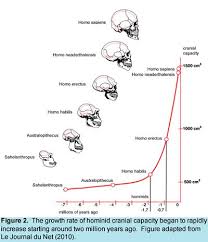 Graph Of Hominin Brain Size Evolution Human Evolution
