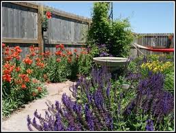 Salbei kann auch im topf wachsen und ist für den balkon geeignet. Salbei Garten Pflege Dolce Vizio Tiramisu