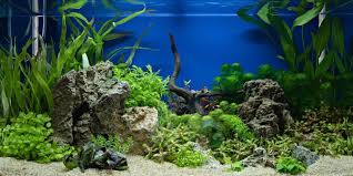 aquatic plants for large aquariums