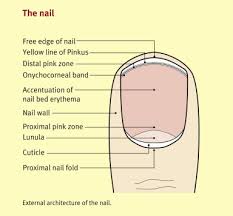 function of skin hair and nails