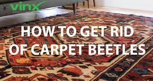 how to get rid of carpet beetles what