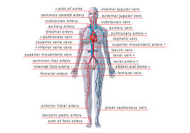 Human Being Anatomy Blood Circulation Principal