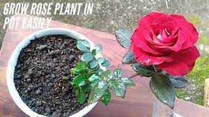 how to grow rose plant in a pot at home