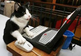 Pictures of Cats using a computer |