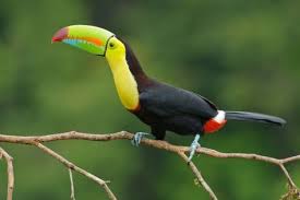 Gambar burung tercantik di dunia. 11 Ide 10 Burung Tercantik Di Dunia Tak Pernah Tergantikan Hingga Sekarang Burung Cantik Burung Dunia
