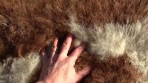 un bleached sheep or goat skin rug