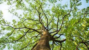 Mengenal Pohon Pule dan Segudang Manfaatnya
