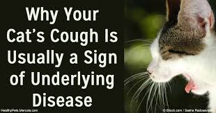 In cats, sneezing and nasal discharge are symptoms of literally dozens of different conditions. Causes And Treatment Option For Chronic Cough In Cats