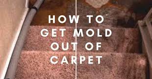 how to get mold out of carpet mold